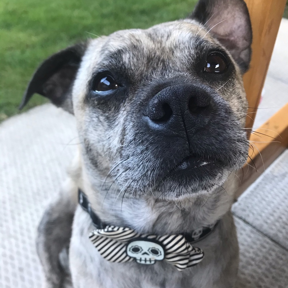 Meet your Posher, Jessie